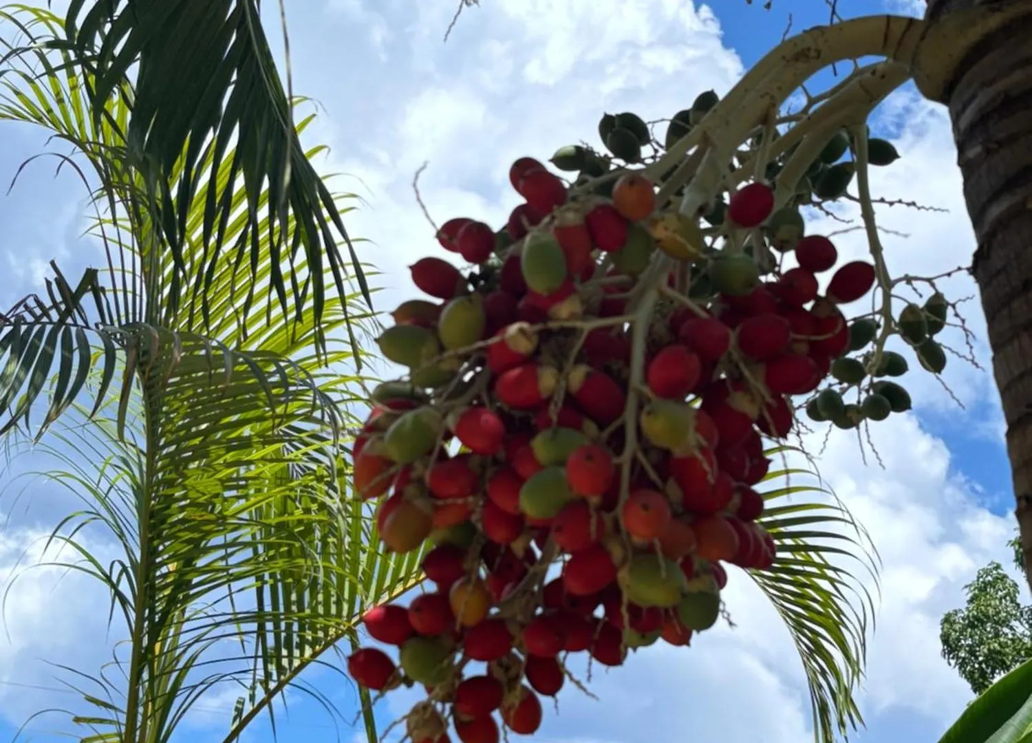 Hotel Sommerville Resorts Negril Jamaïque